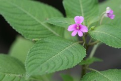 Impatiens dasysperma